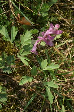 Слика од Corydalis cava (L.) Schweigger & Koerte