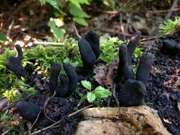 Imagem de Xylaria polymorpha (Pers.) Grev. 1824