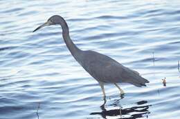 Image of Little Blue Heron