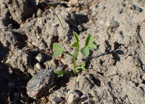 Imagem de Vicia dumetorum L.