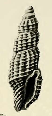 Image of Exomilus edychrous (Hervier 1897)