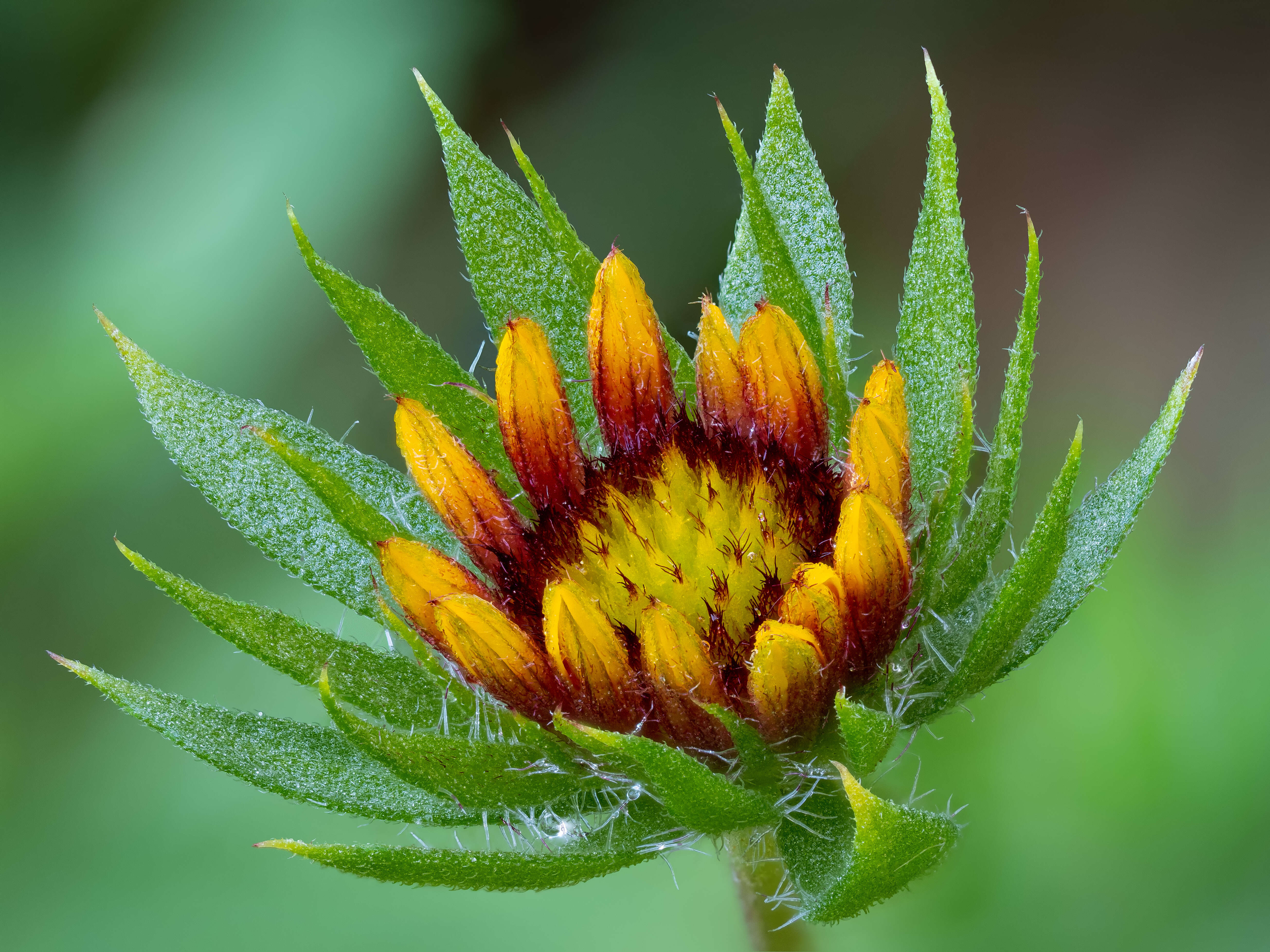 Image of Common perennial gaillardia