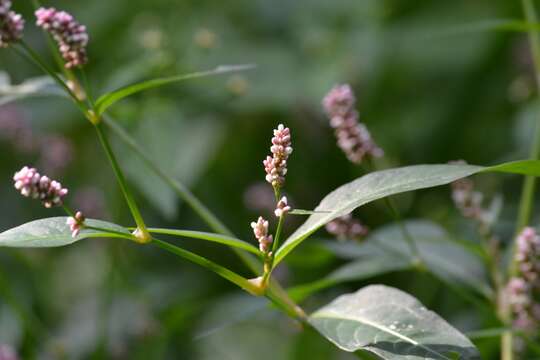 Imagem de Persicaria maculosa S. F. Gray