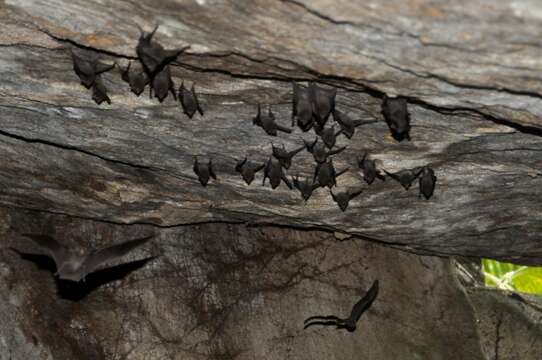 Image of Seychelles Sheath-tailed Bat