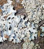 Image of Hammered shield lichen