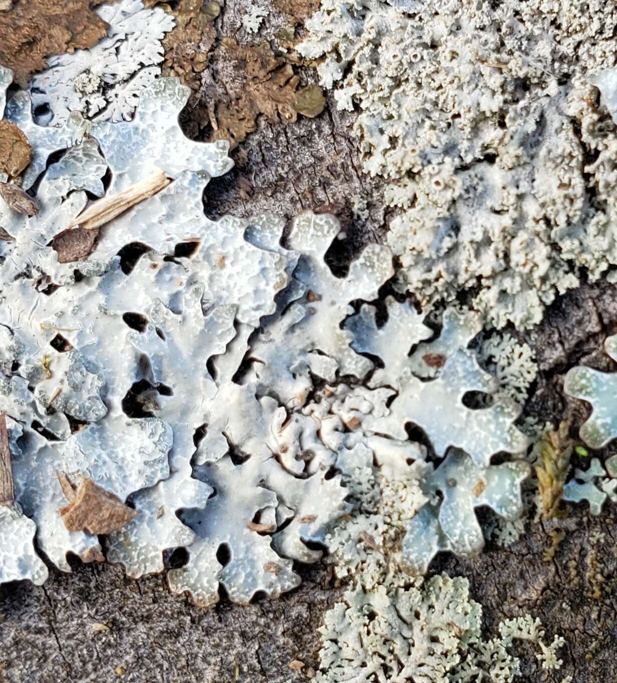 Image of Hammered shield lichen