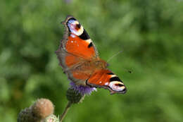 Image of Aglais io