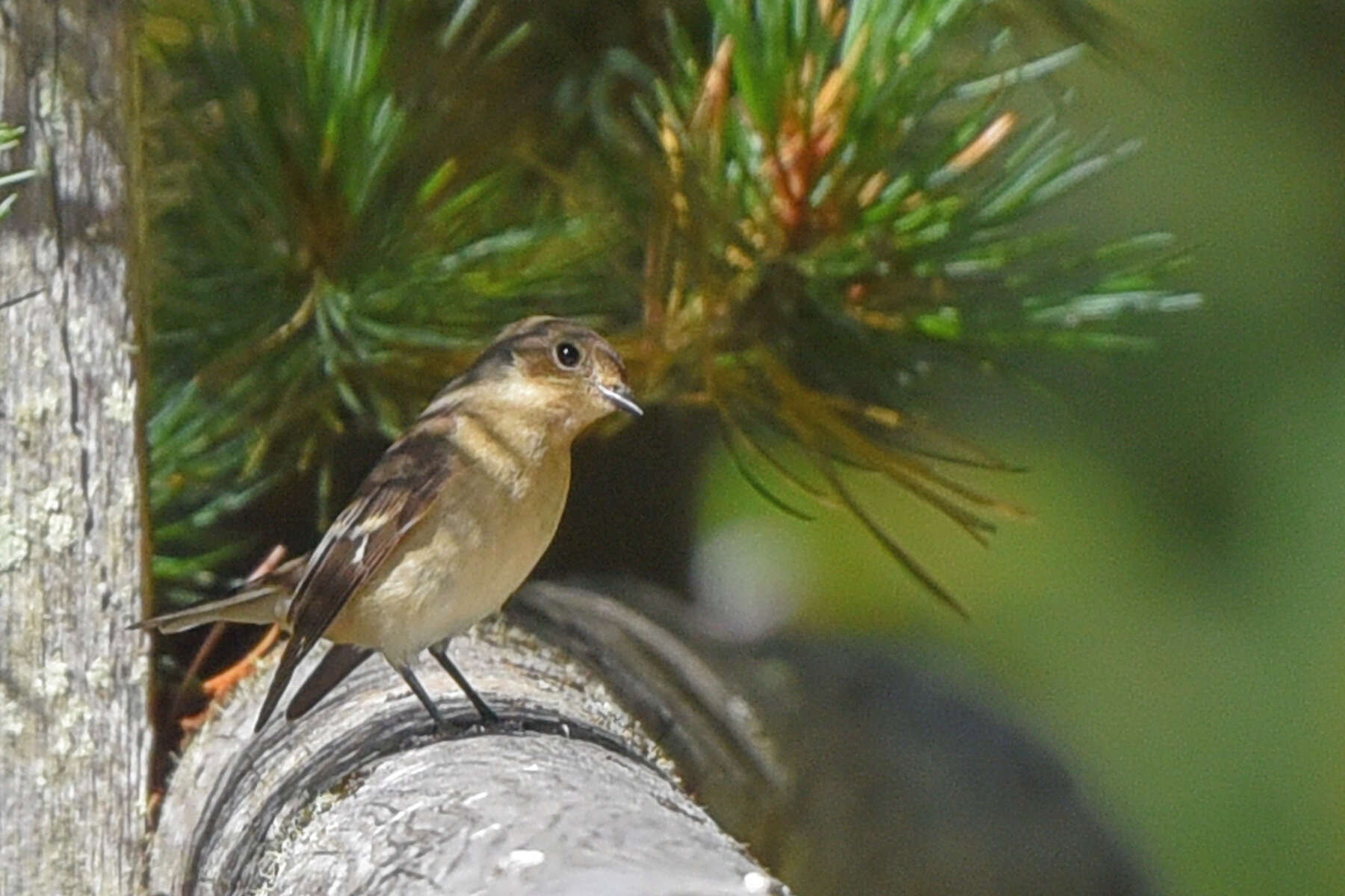 Plancia ëd Ficedula hypoleuca (Pallas 1764)