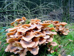 Image of Honey Fungus