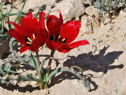 Image de Tulipa systola Stapf