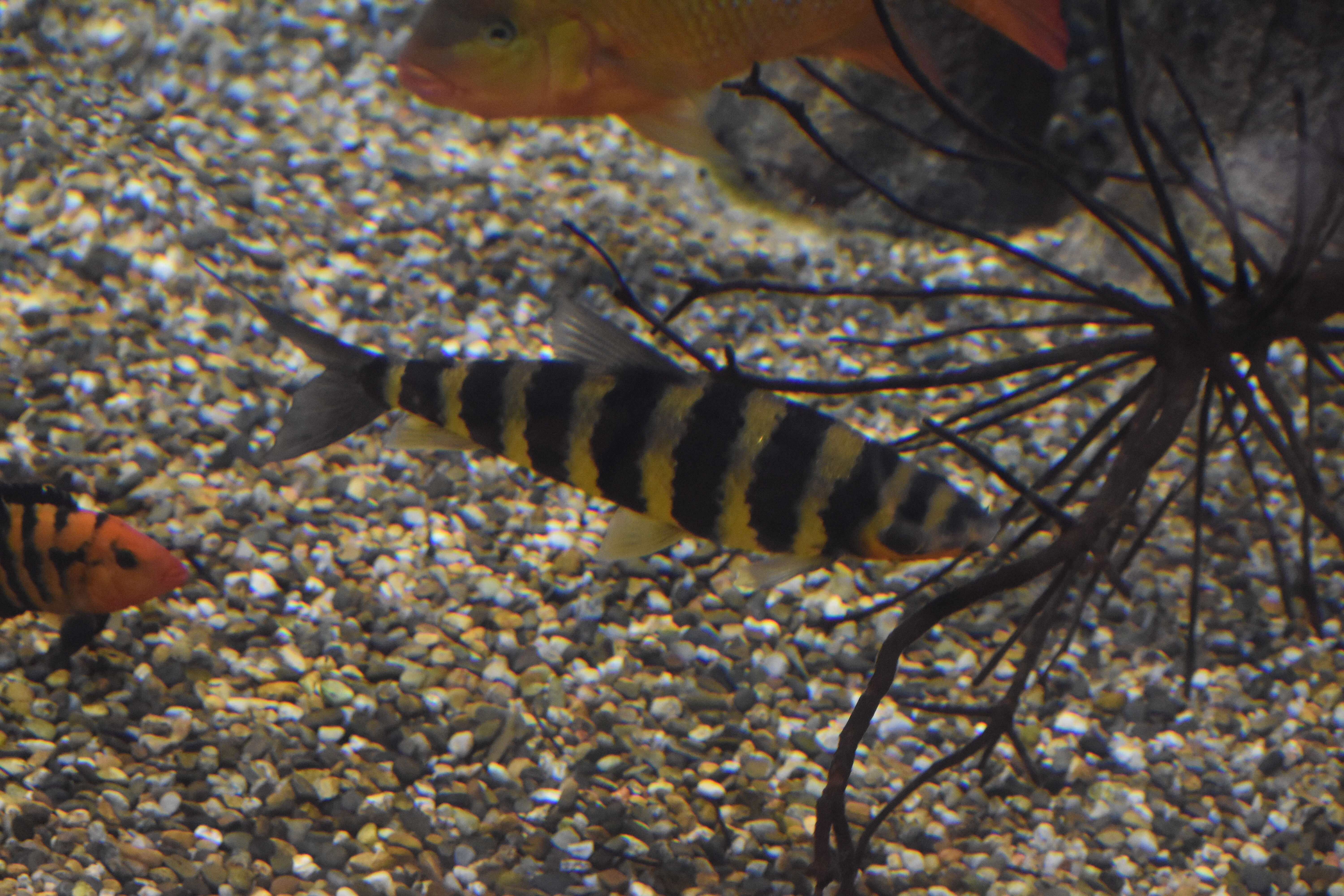 Image of Banded leporinus