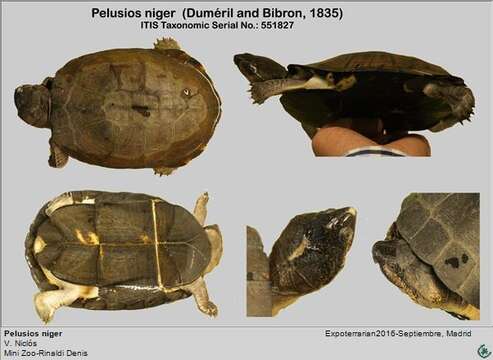 Sivun Pelusios niger (Duméril & Bibron 1835) kuva