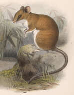 Image de Nyctomys sumichrasti (Saussure 1860)