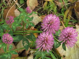 Image of Red Clover