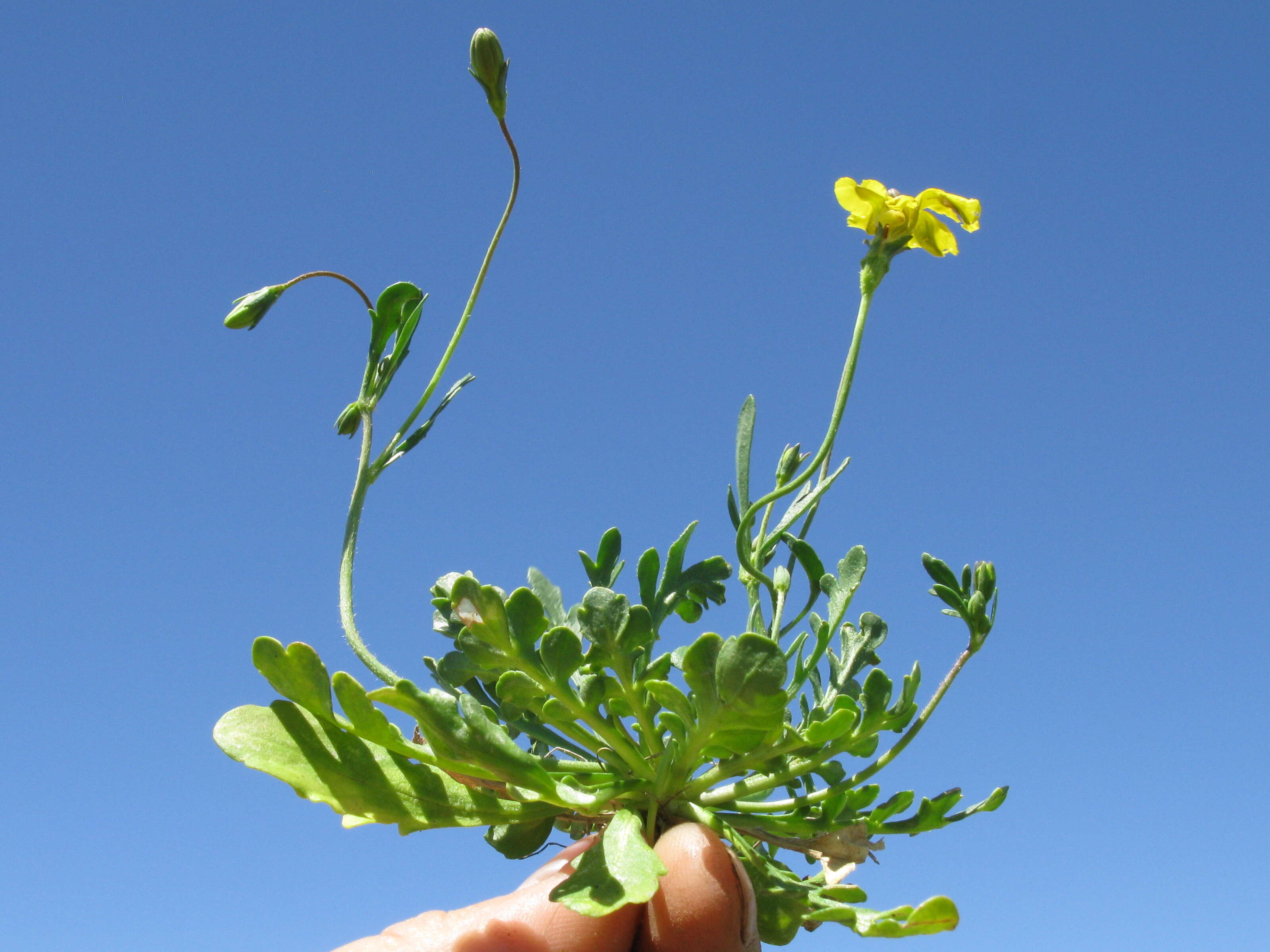 Image of Goodenia pinnatifida Schltdl.