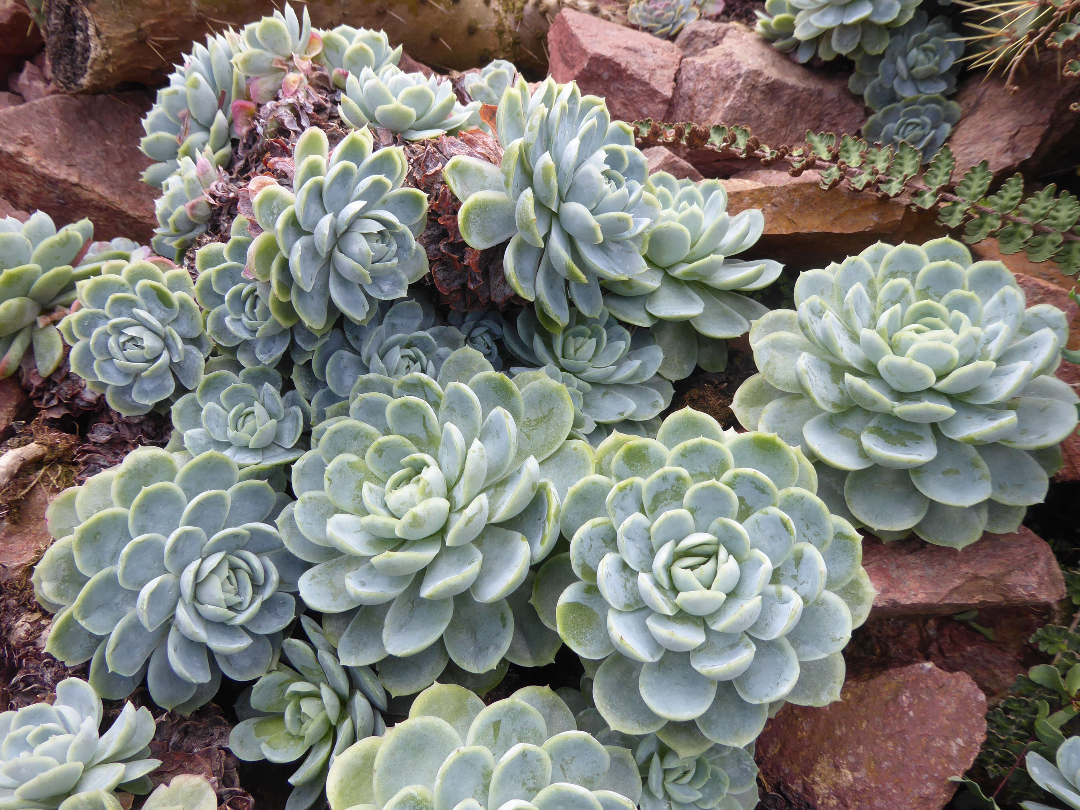 Image of Echeveria elegans Rose