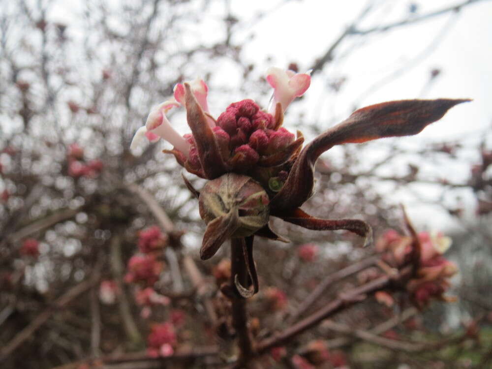 Sivun Viburnum × bodnantense kuva