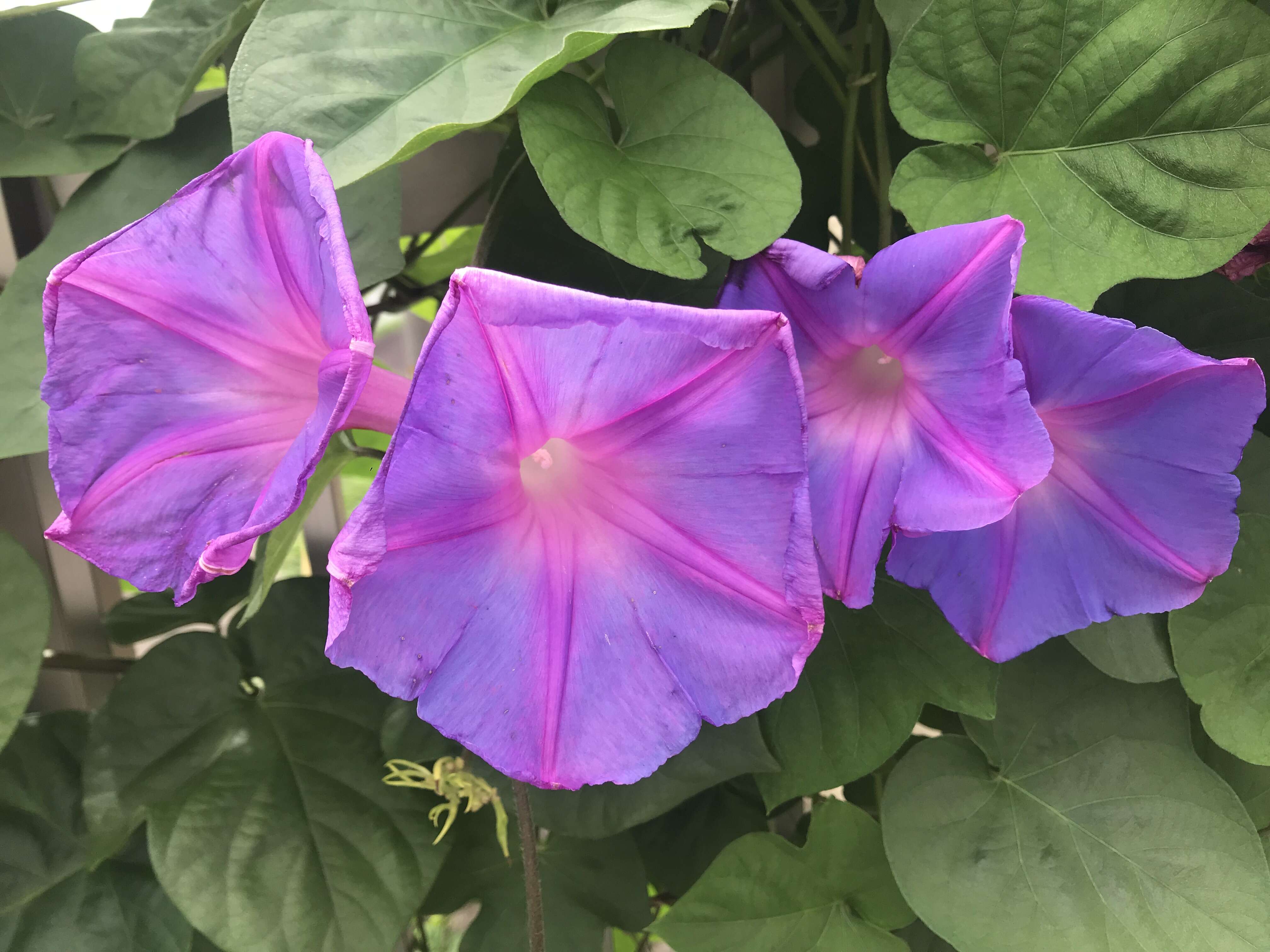 Image of whiteedge morning-glory