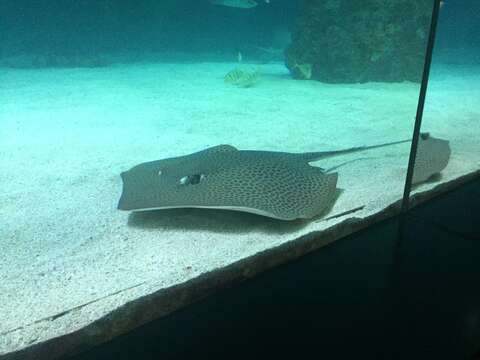 Image of Honeycomb Stingray