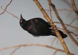 Image of Carib Grackle