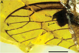 Image of Styporaphidia