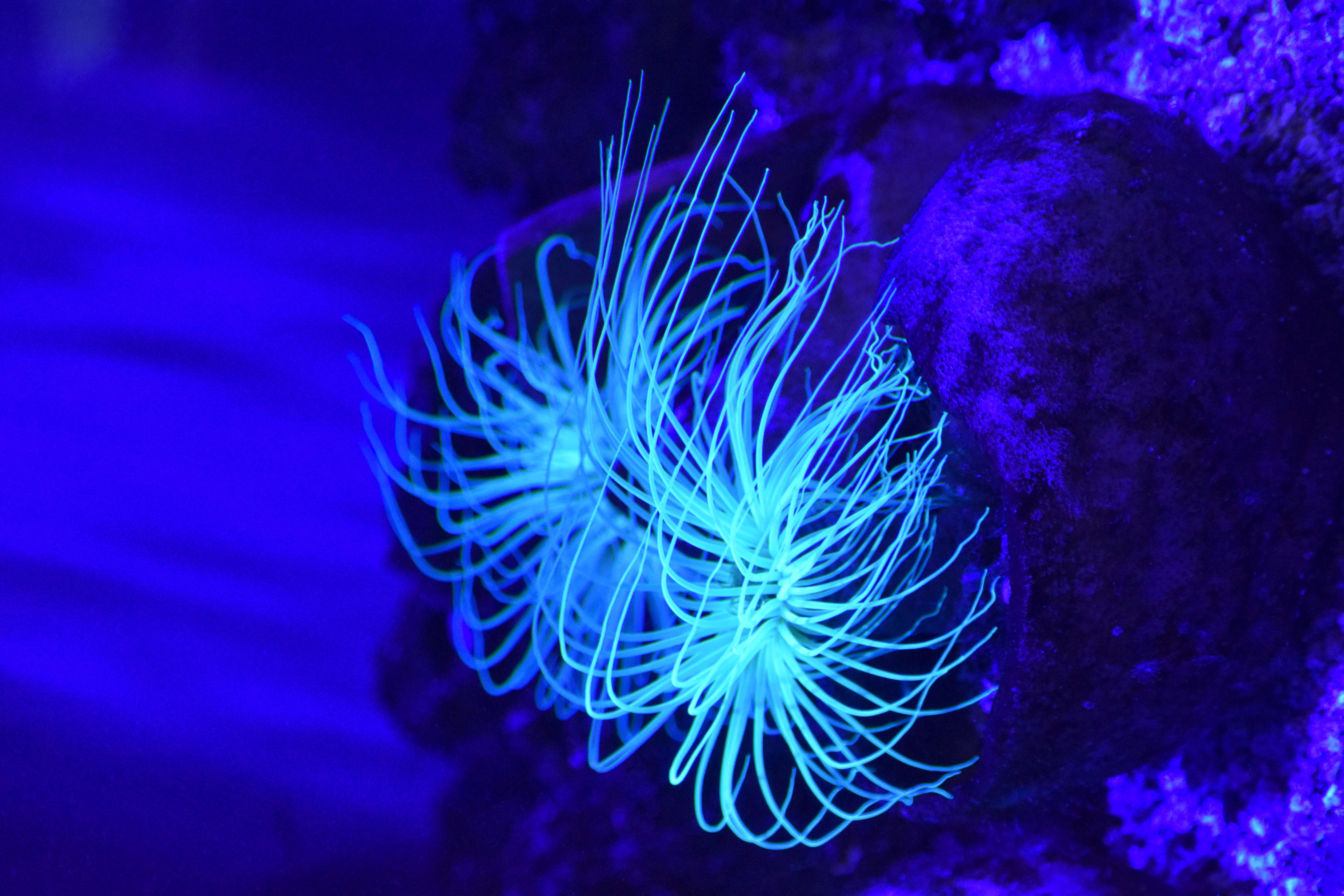 Image of Mediterranean cerianthid