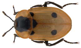 Dendroxena quadrimaculata (Scopoli 1771) resmi