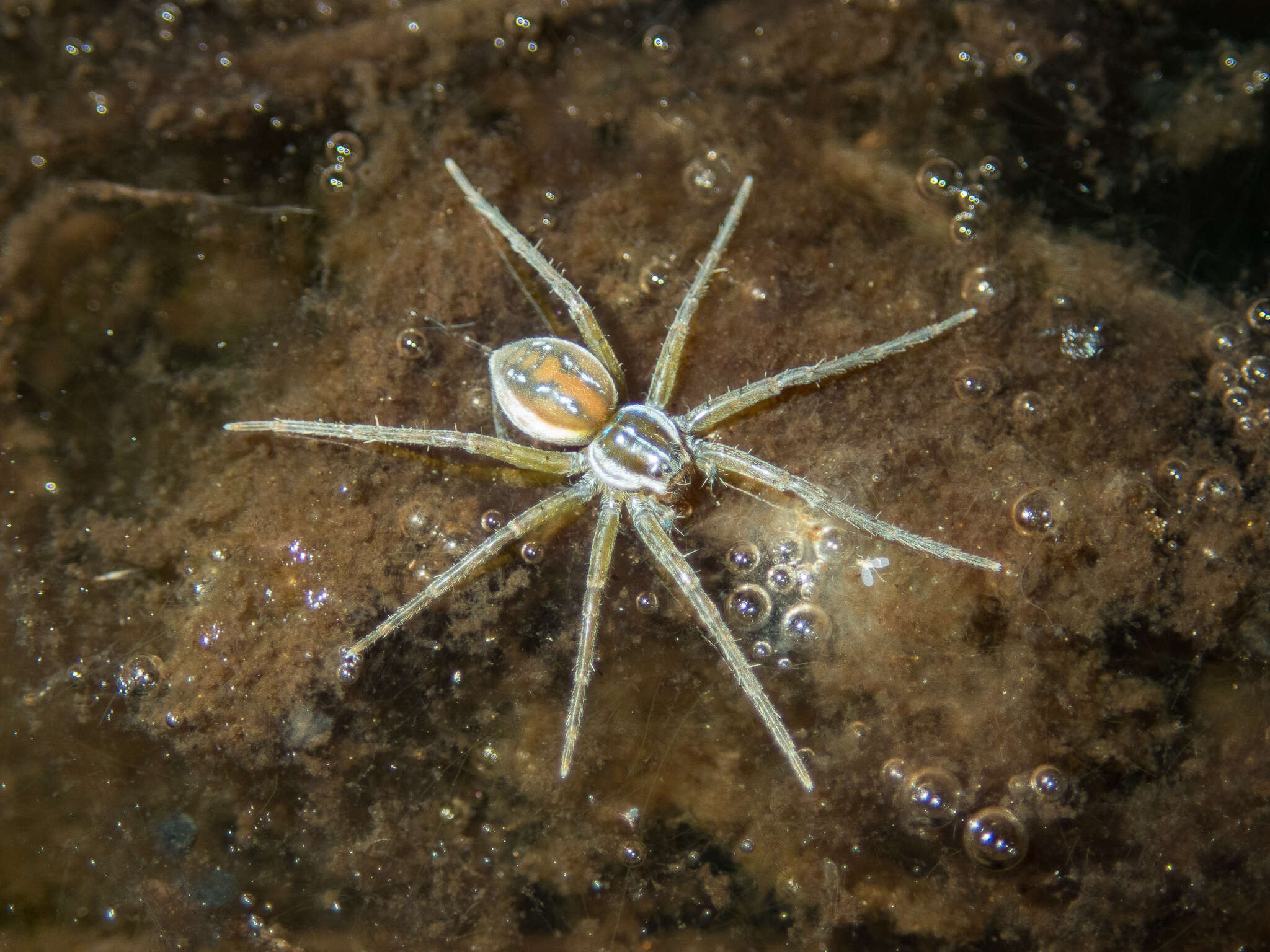 Image of Dolomedes facetus L. Koch 1876