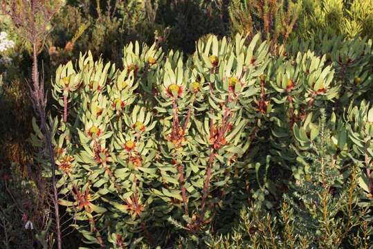 Imagem de Leucadendron pubibracteolatum I. J. M. Williams