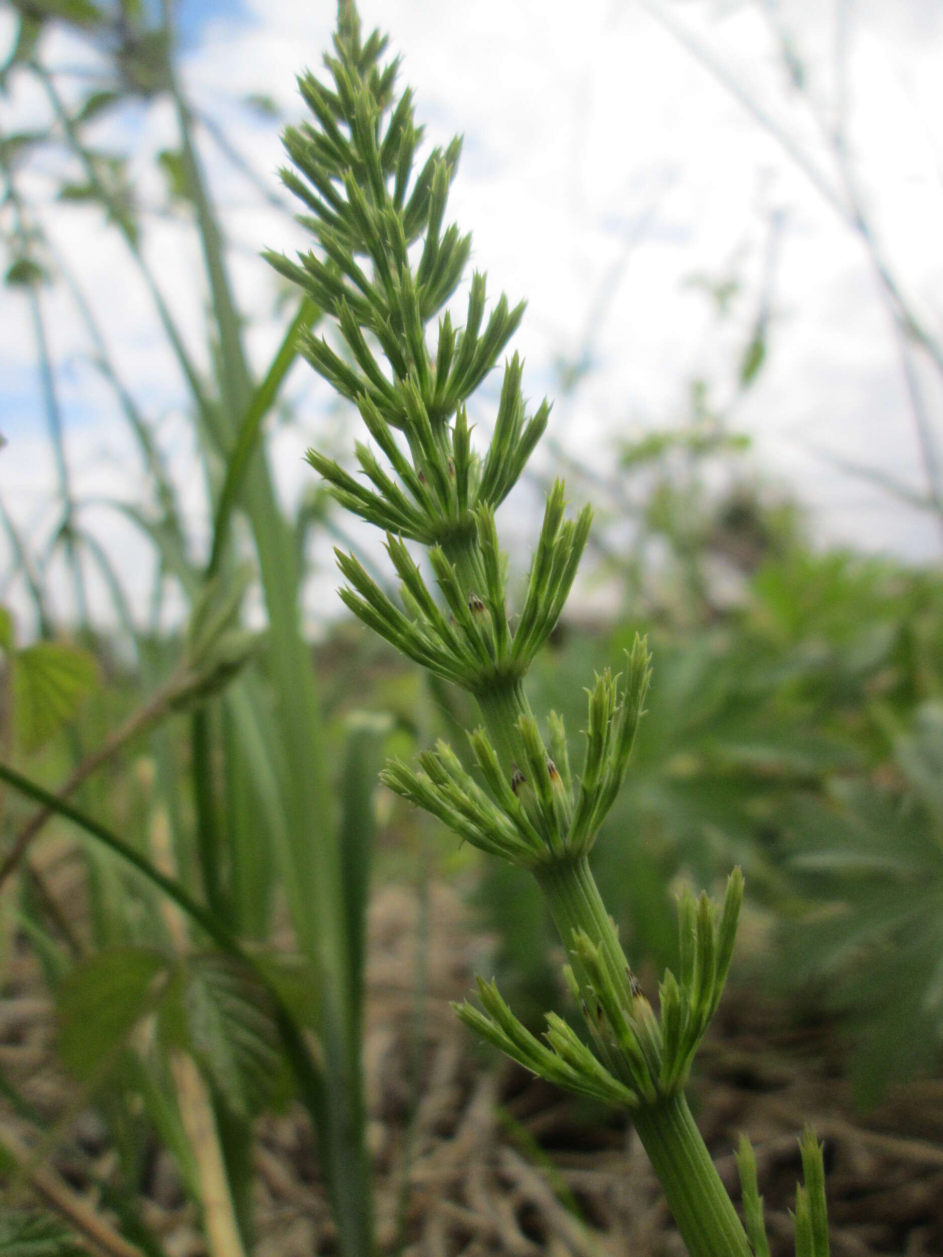 Image of field horsetail