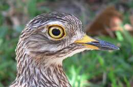 Image of Cape Thick-knee