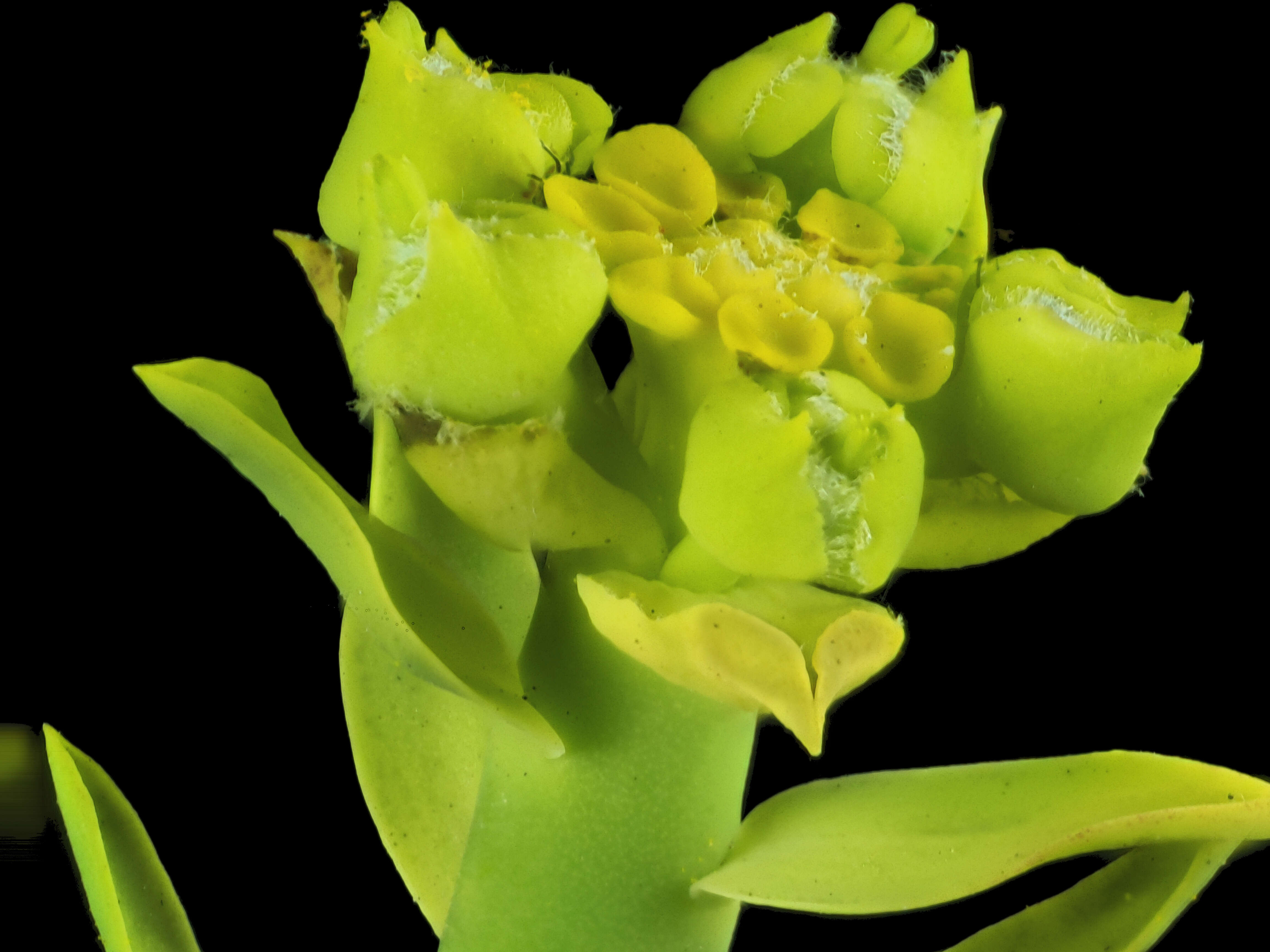 Image of Euphorbia mauritanica L.