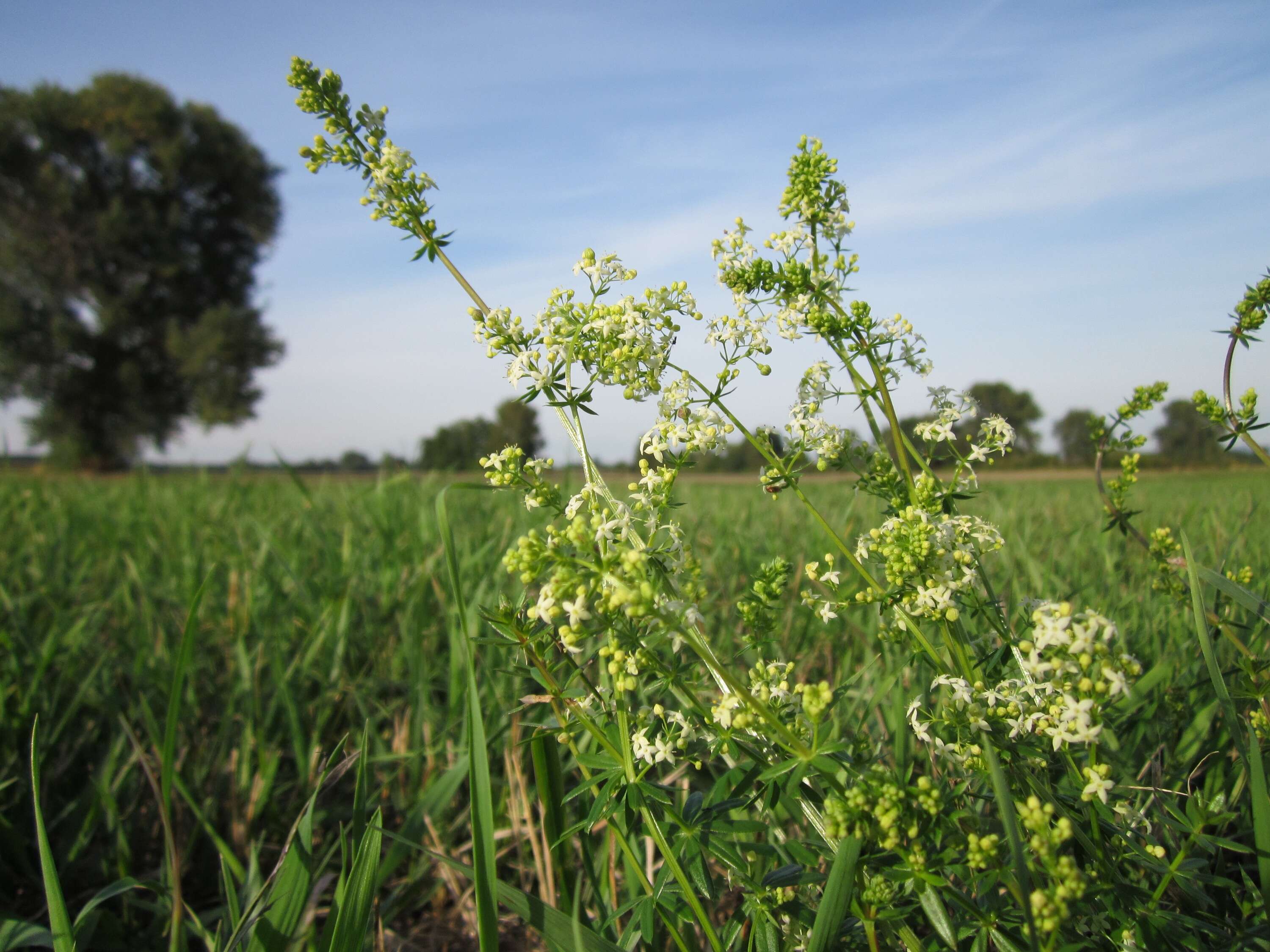 Image of White bedstraw