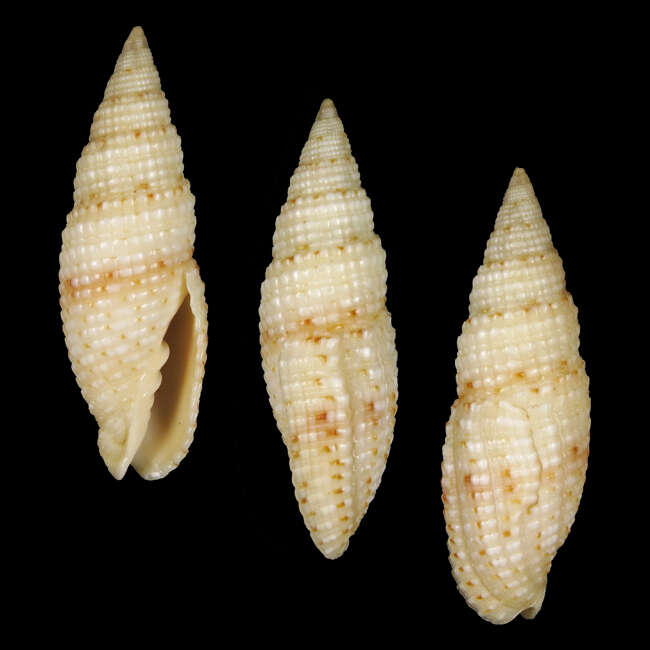 Image of Neocancilla hartorum Poppe, R. Salisbury & Tagaro 2015