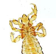 Pediculus humanus humanus Linnaeus 1758 resmi