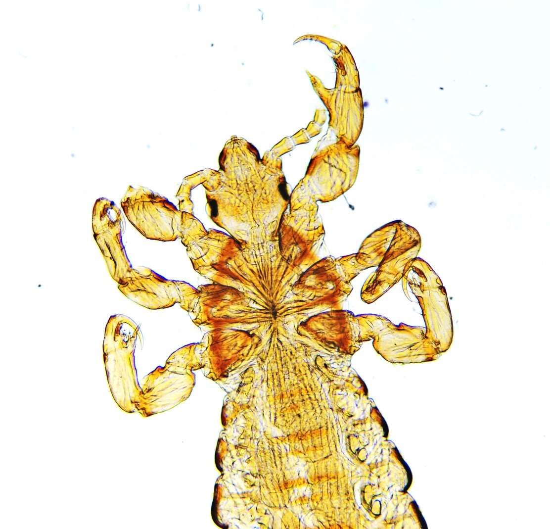 Pediculus humanus humanus Linnaeus 1758 resmi