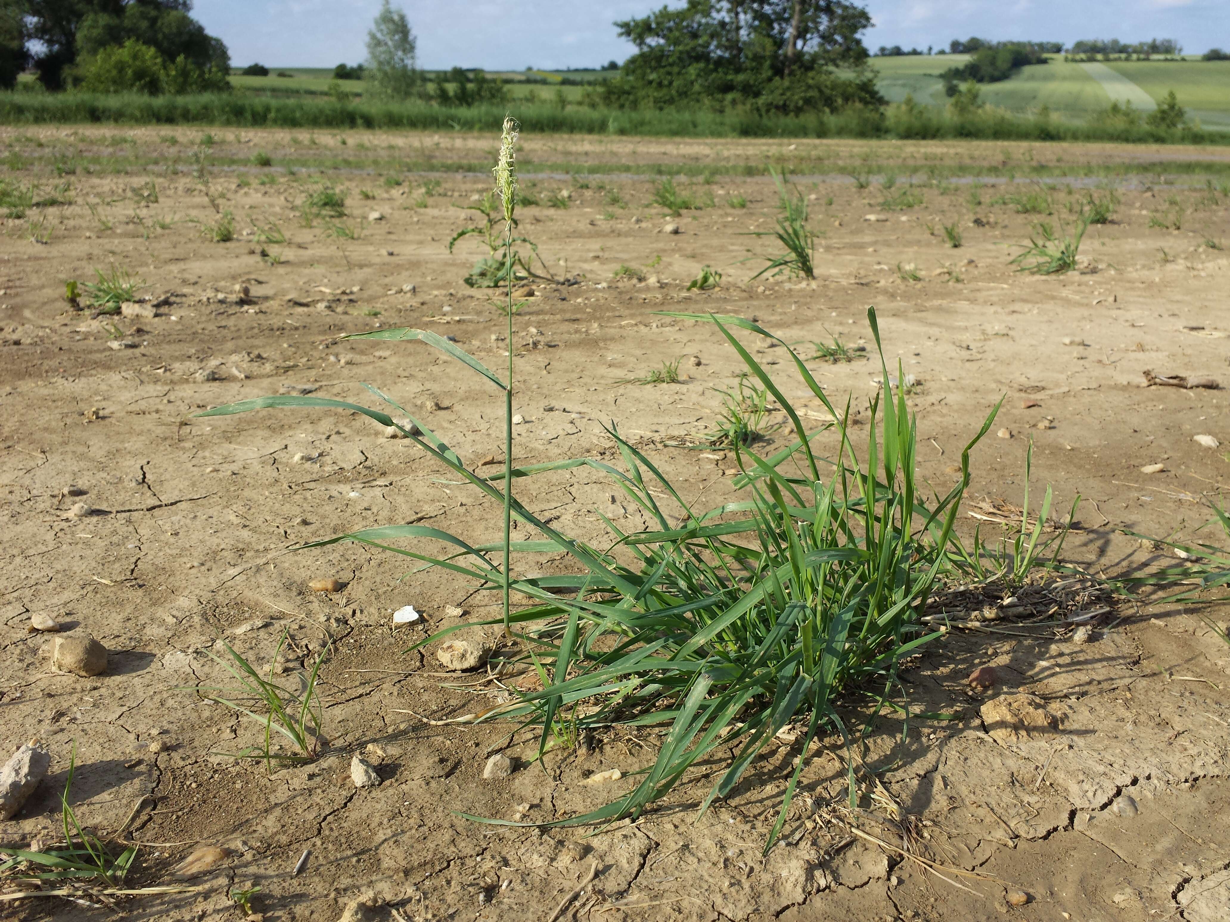 Image of black-grass