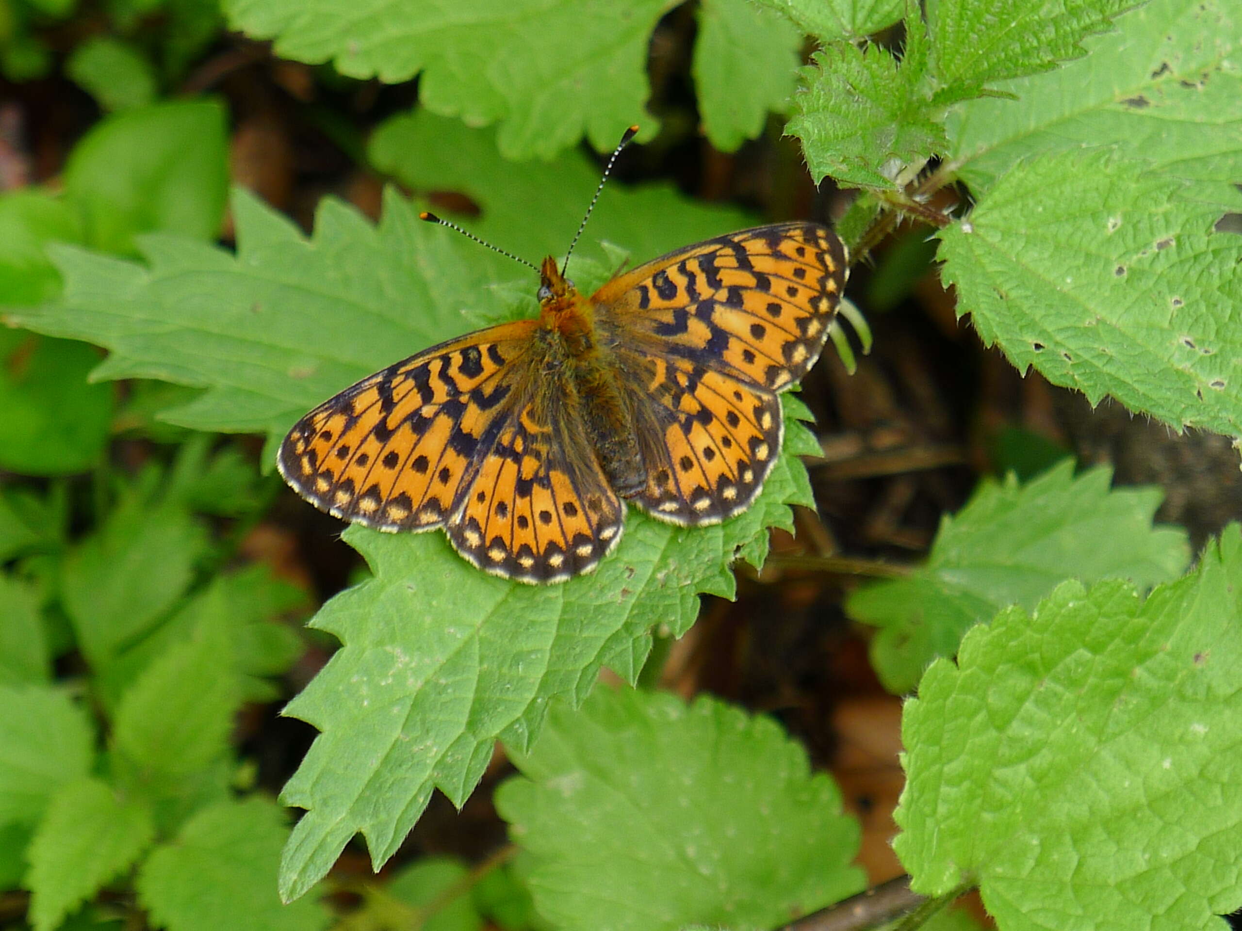 Plancia ëd Boloria euphrosyne