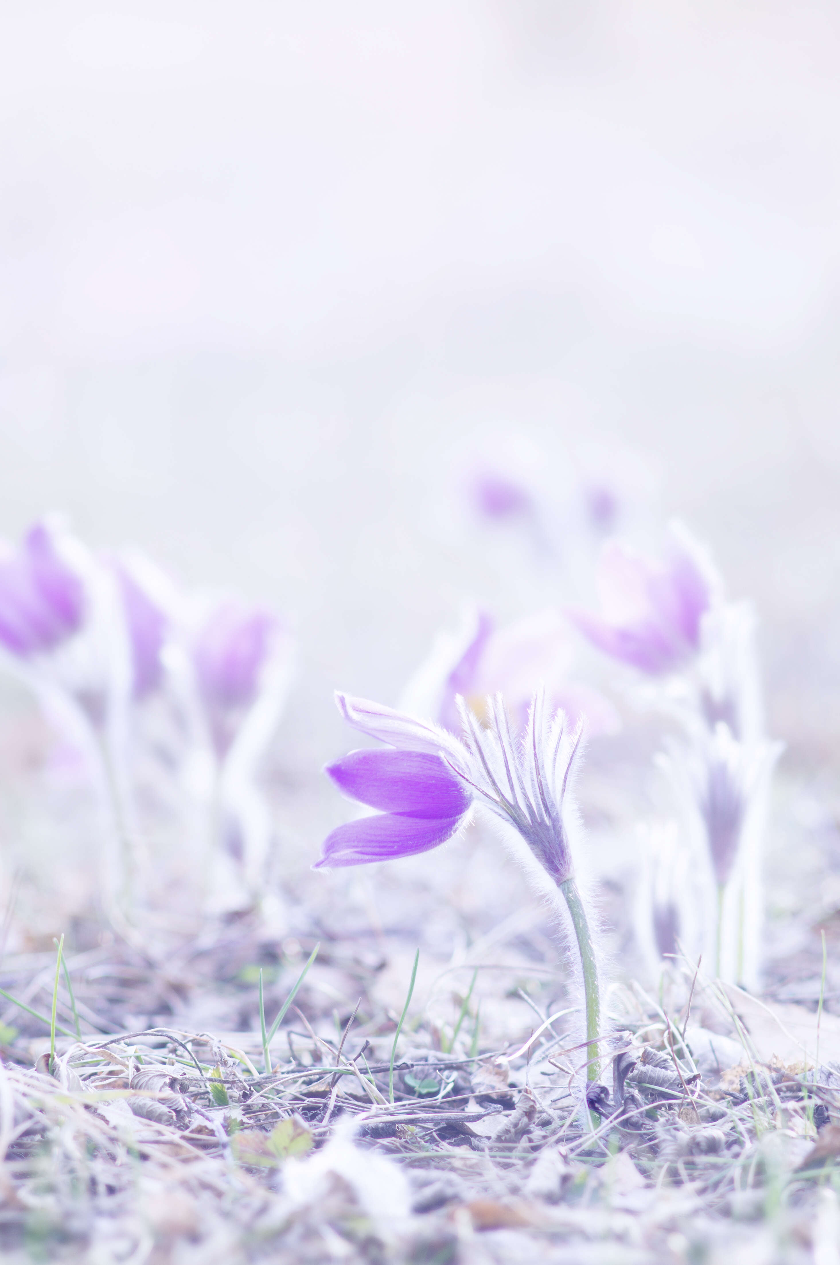 Image of Eastern Pasque Flower