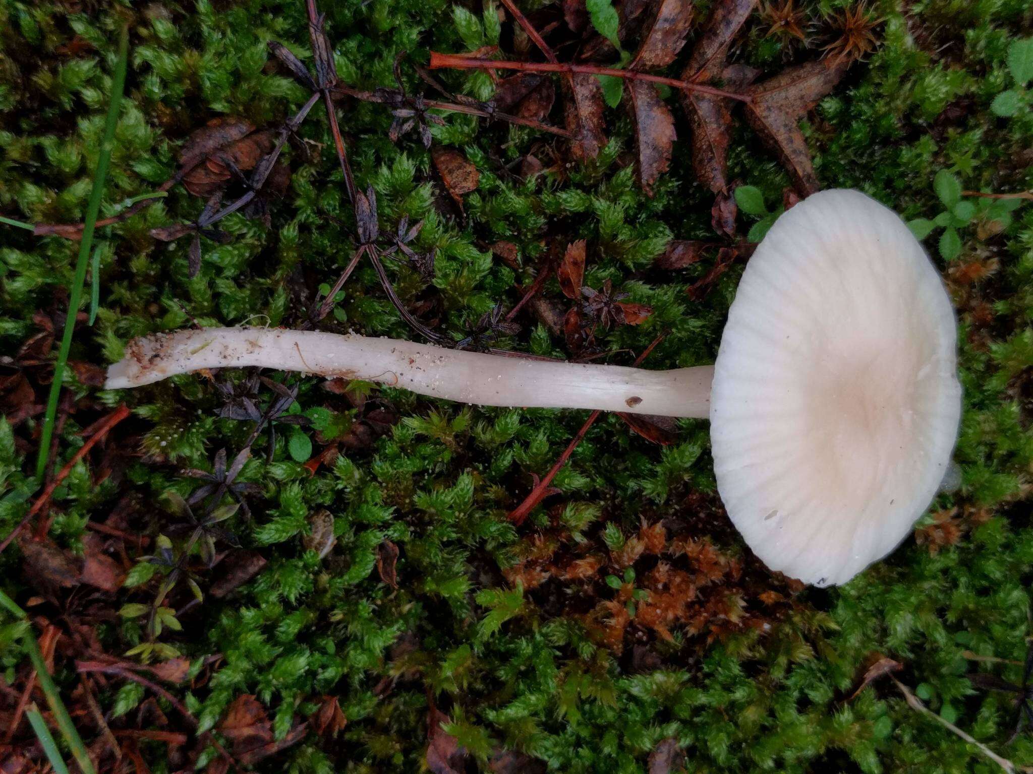 Image of Snowy Waxcap