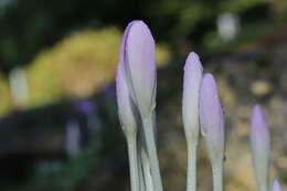 Image of Autumn crocus