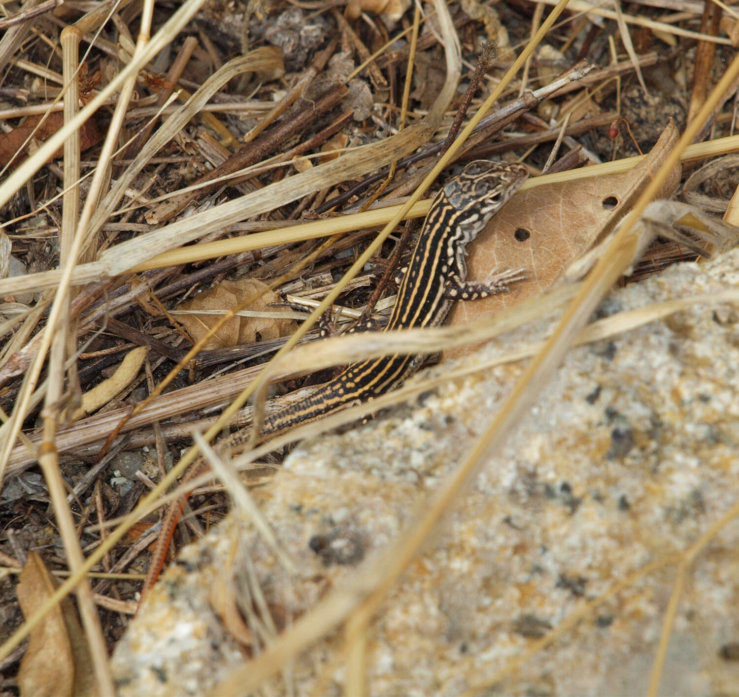 Imagem de Acanthodactylus erythrurus (Schinz 1833)