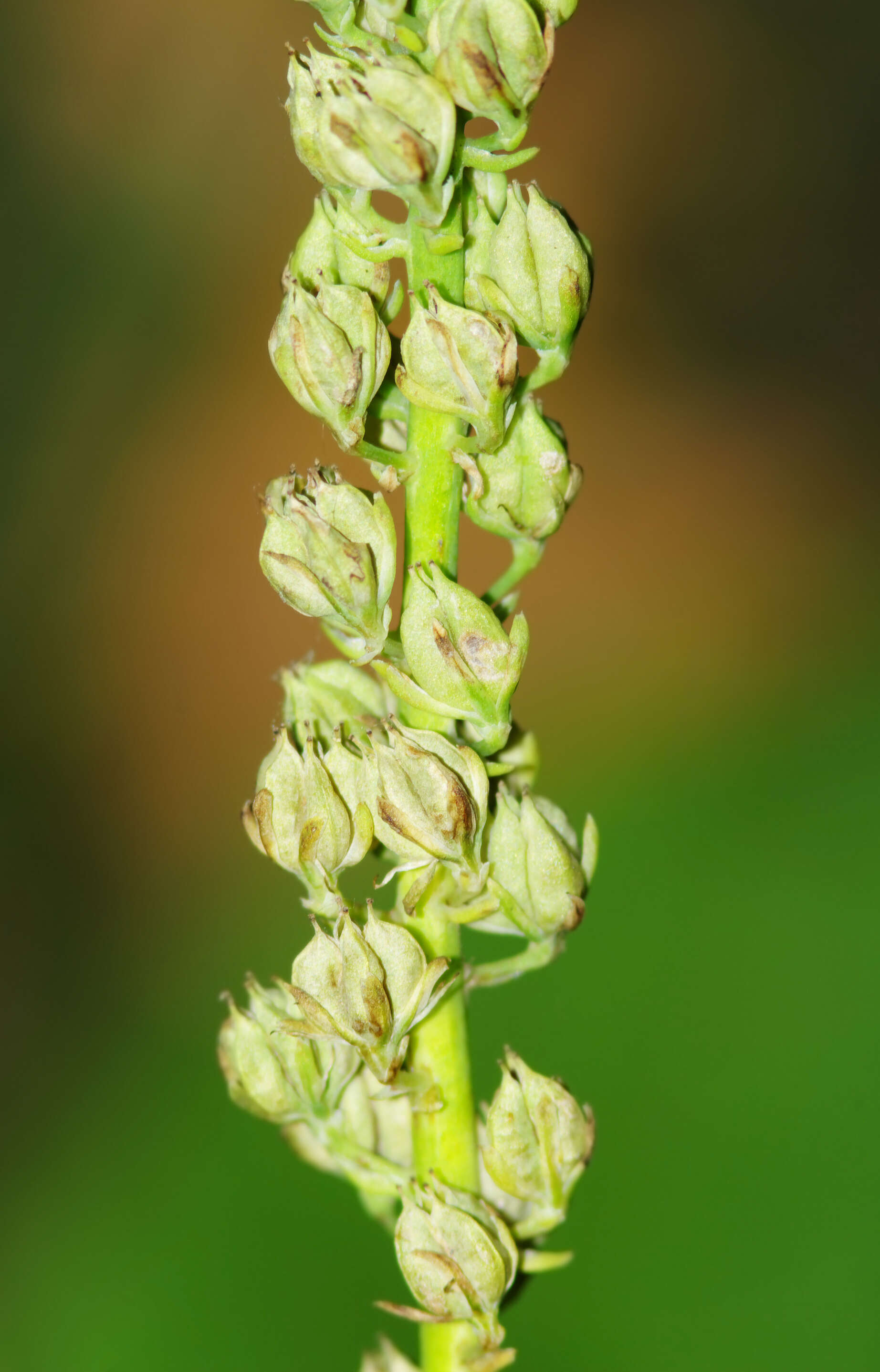 Image of Tofield's asphodel