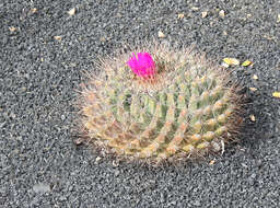 Image of Thelocactus tulensis (Polseg.) Britton & Rose