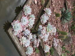 Image of Echeveria cante C. Glass & M. Mendoza-Garcia