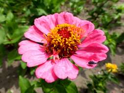 Image of ELEGANT ZINNIA