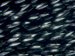 Image of hardyhead silverside