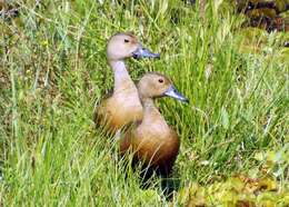 Image of Lesser Whistling Duck