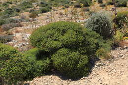 Imagem de Euphorbia melitensis Parl.