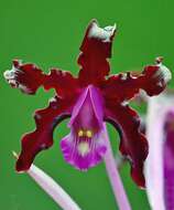 Image of laelia